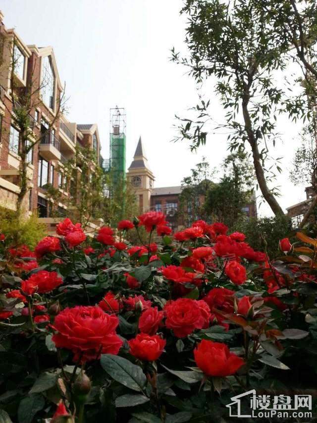 中房翡翠湾实景图