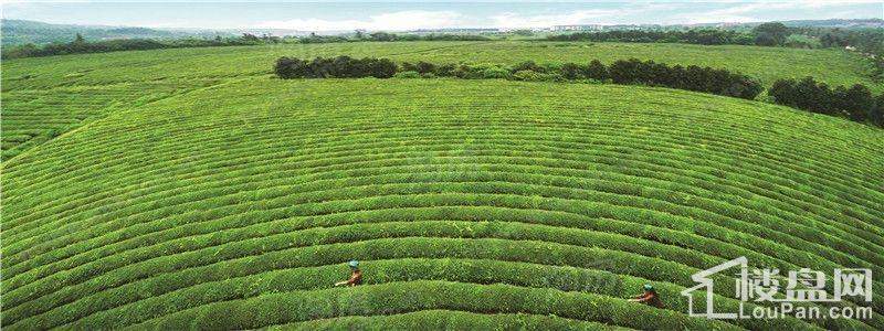 缤虹星城配套图