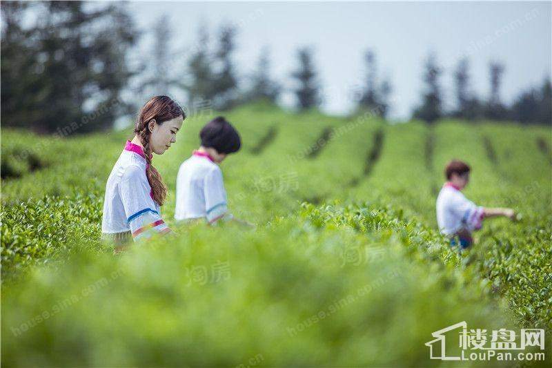 缤虹星城配套图