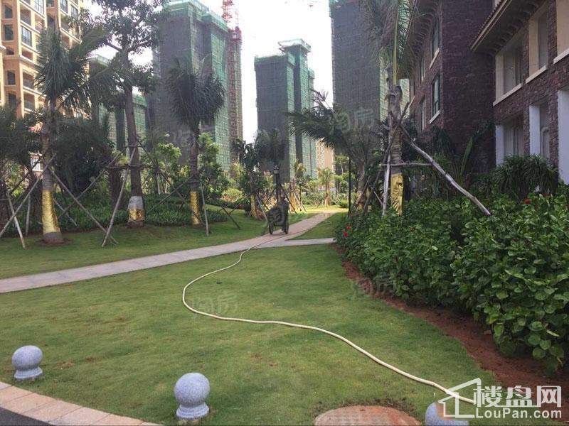 海湾雨林实景图