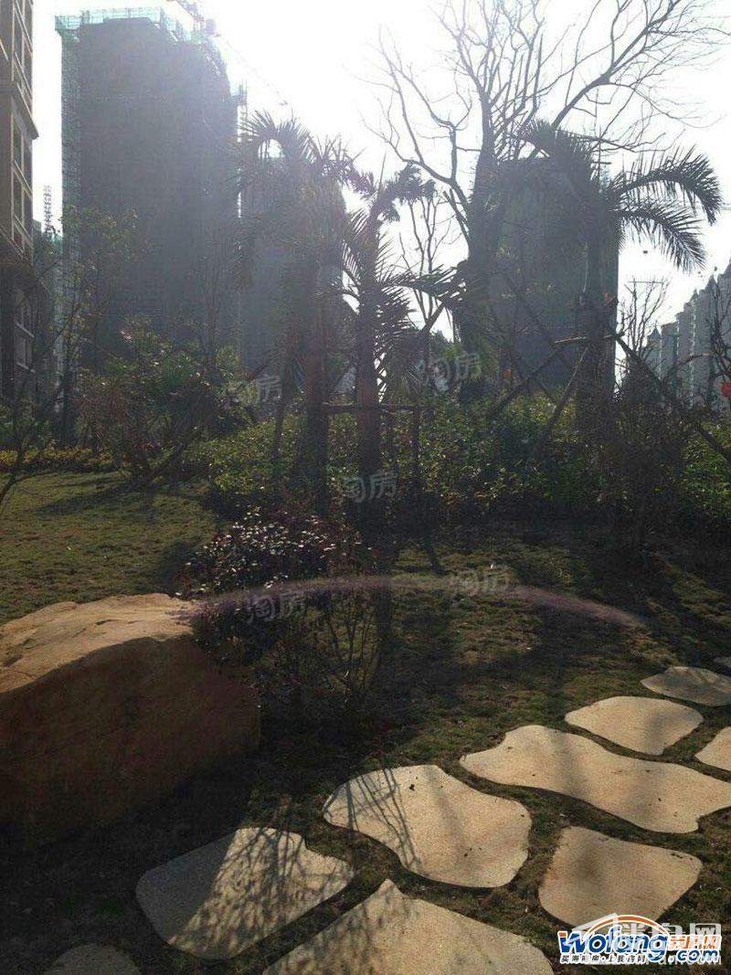 海湾雨林实景图