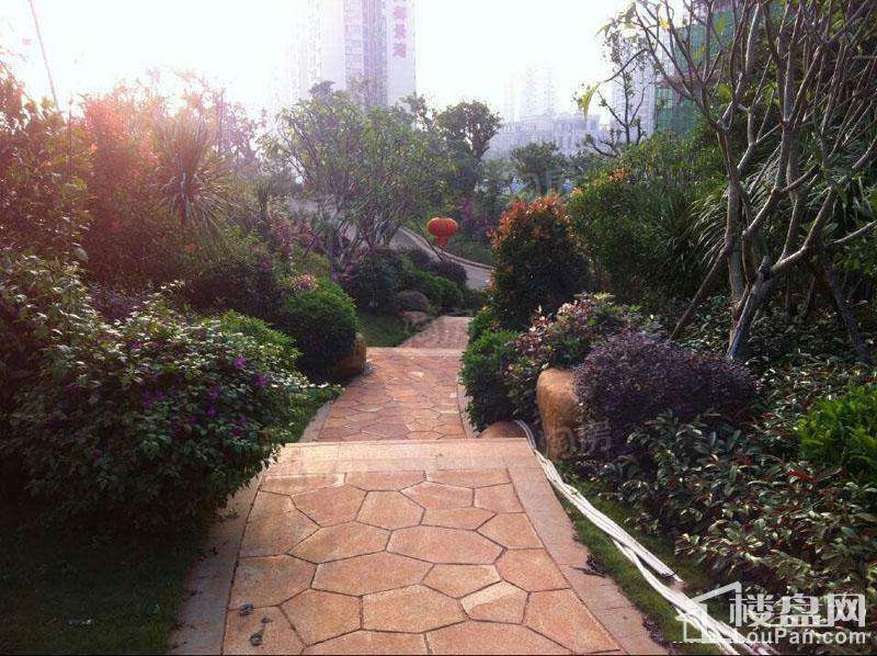 海湾雨林实景图