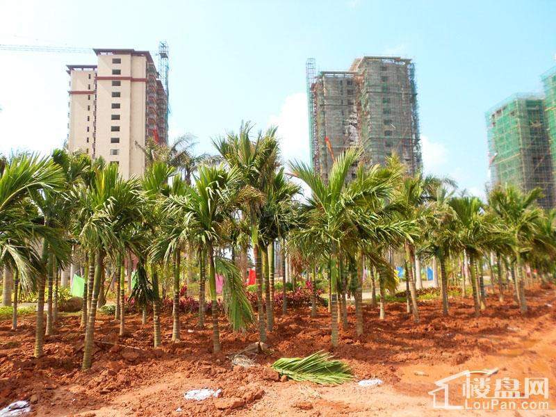 棕榈水城实景图
