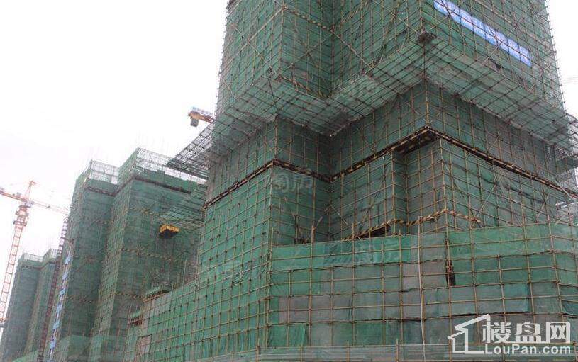 红树东岸实景图