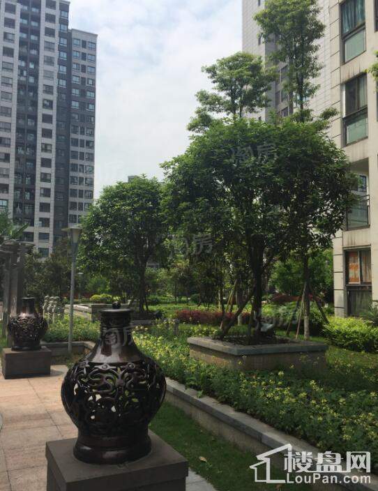 康利尔风花树实景图