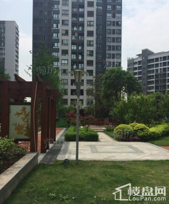 康利尔风花树实景图