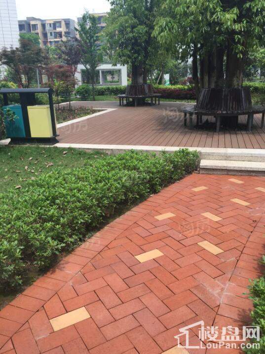 康利尔风花树实景图