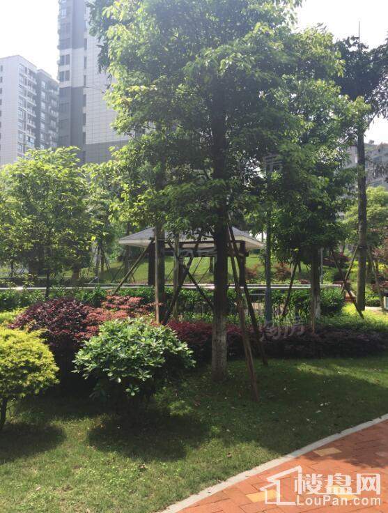 康利尔风花树实景图