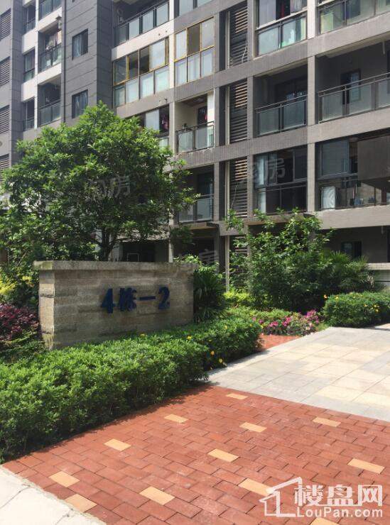 康利尔风花树实景图