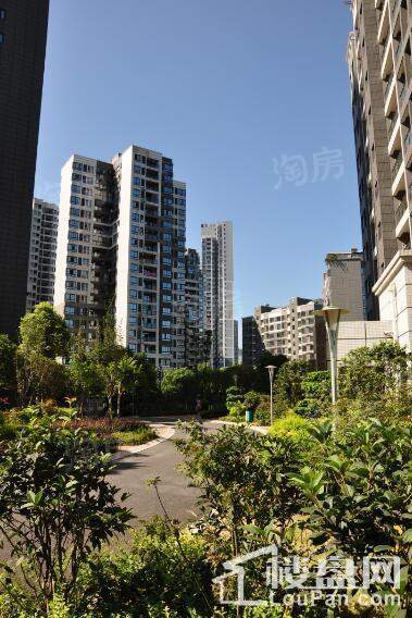 康利尔风花树实景图