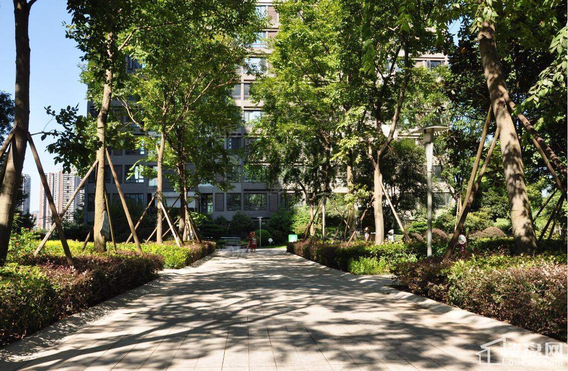 康利尔风花树实景图