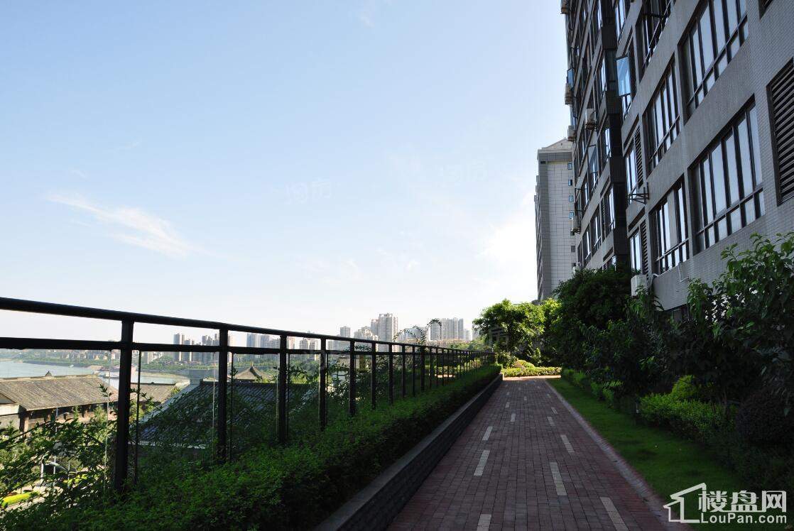 康利尔风花树实景图