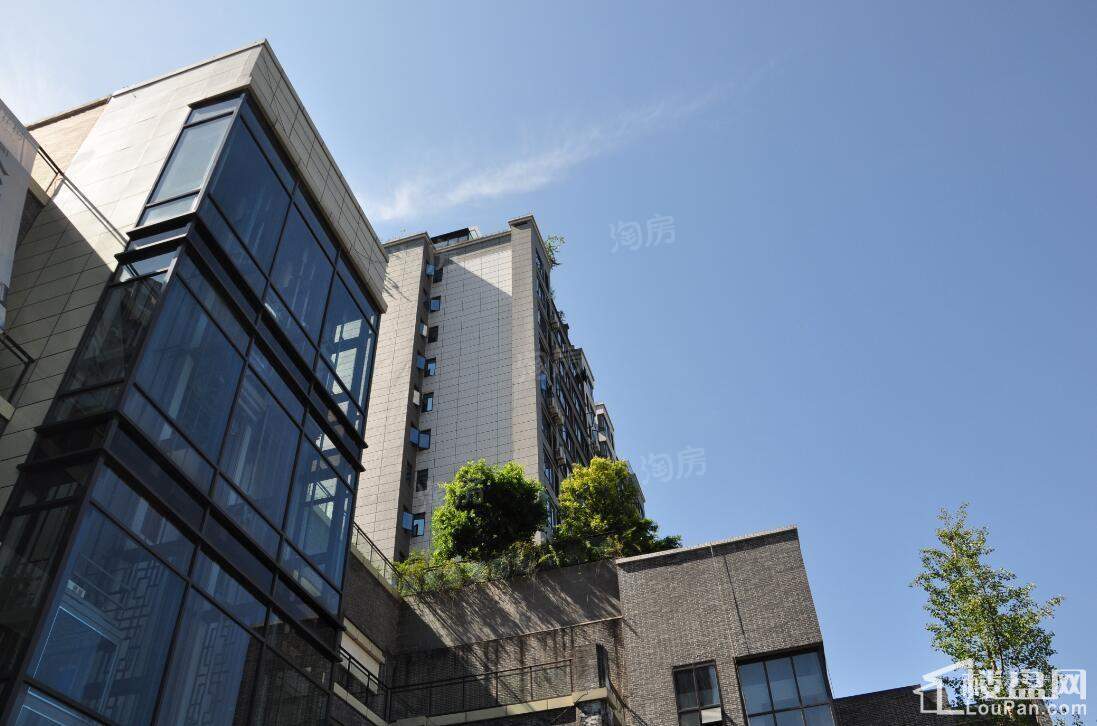 康利尔风花树实景图