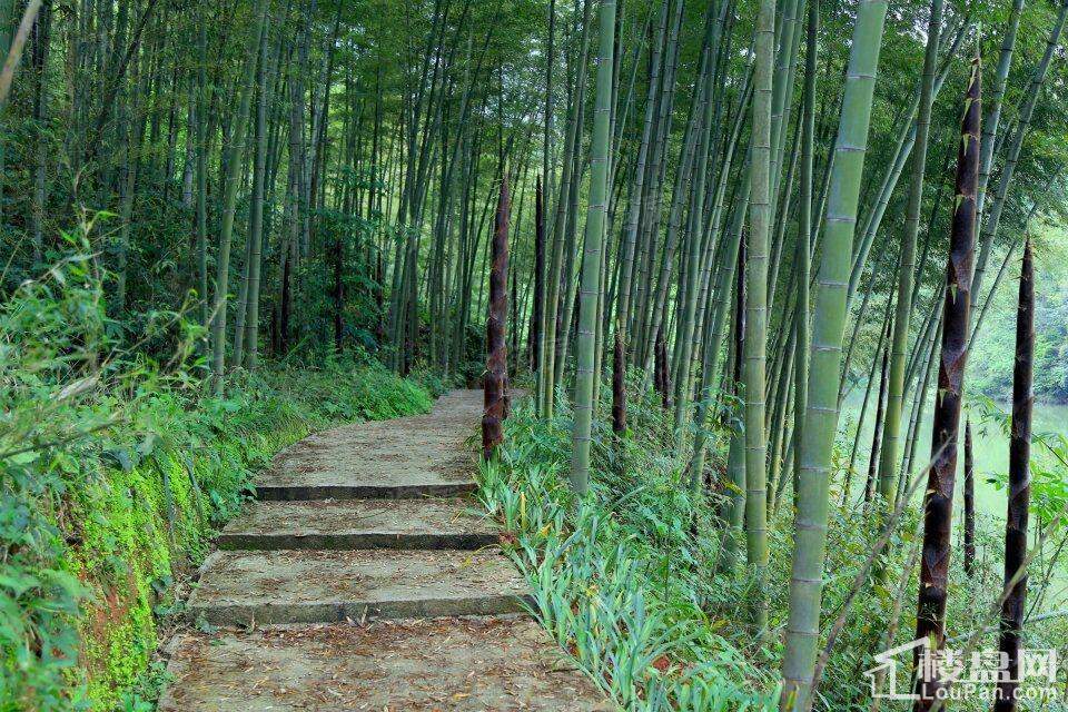天岛湖实景图