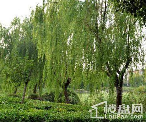 中信泰富朱家角新城别墅实景图