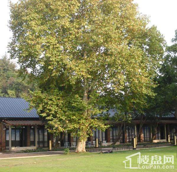 万科紫台实景图