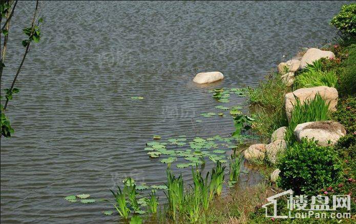 华贸东滩花园实景图