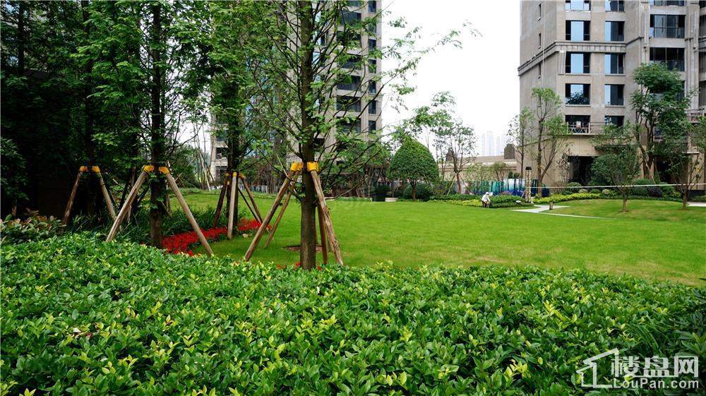 晟通牡丹舸实景图