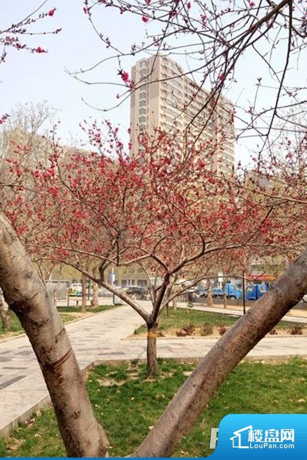 玫瑰湾香颂效果图