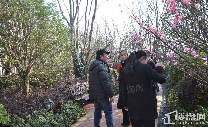 华地森林语实景图