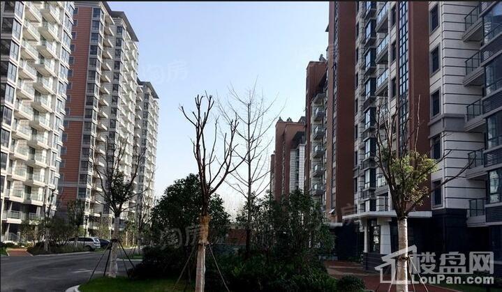 九龙湾树人园实景图