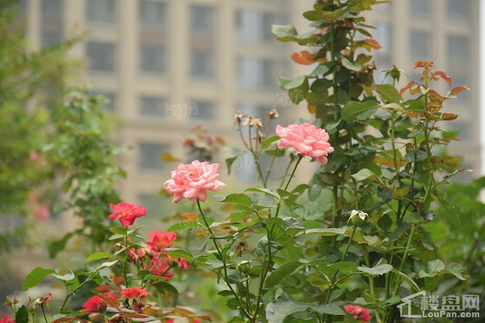 方正·凤凰国际实景图