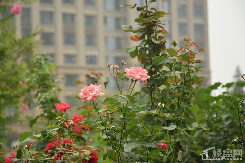 方正·凤凰国际实景图