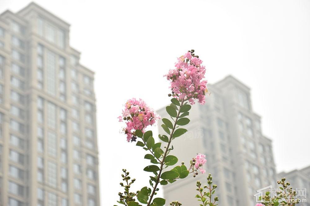 方正·凤凰国际实景图