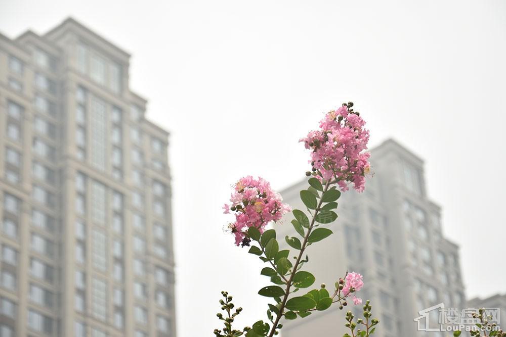 方正·凤凰国际实景图