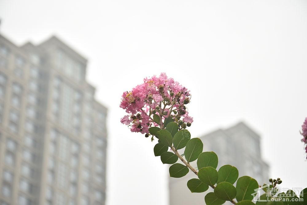 方正·凤凰国际实景图