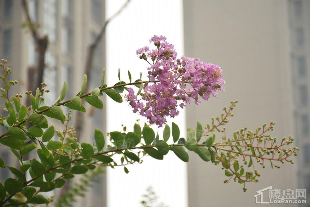 方正·凤凰国际实景图