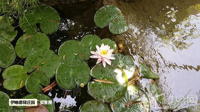 伊琳都铎庄园实景图