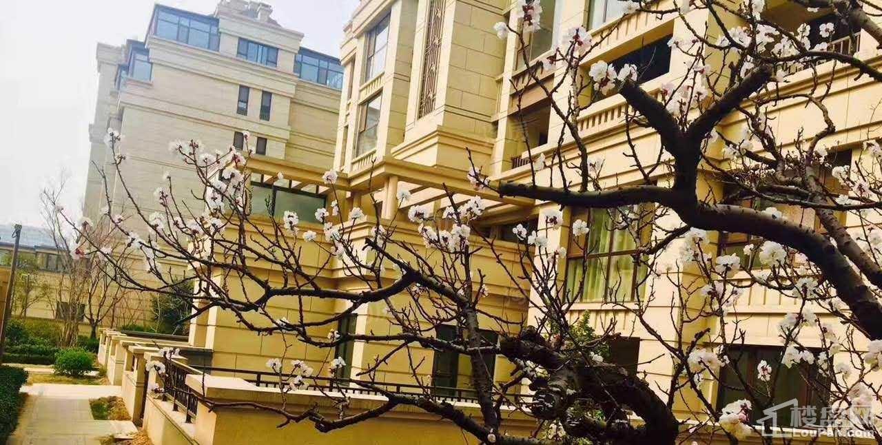华润中央公园实景图