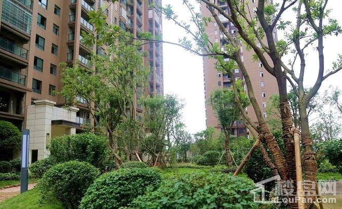 乾道 金湘花园实景图
