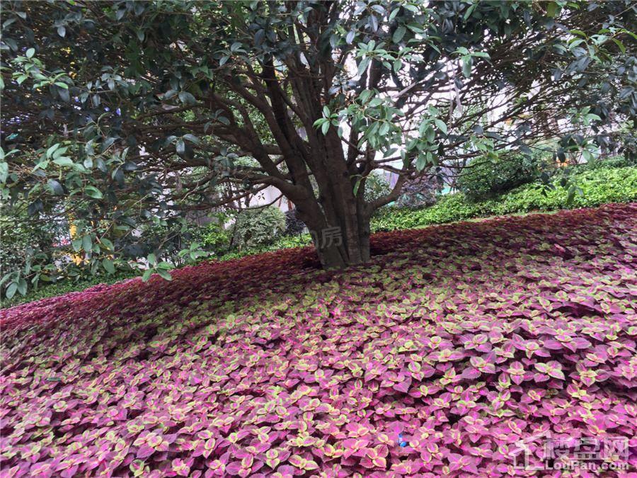 德信·海派公馆实景图