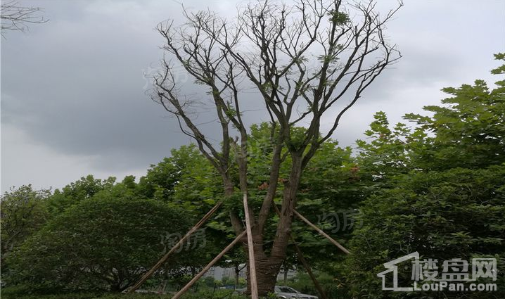 西海岸实景图
