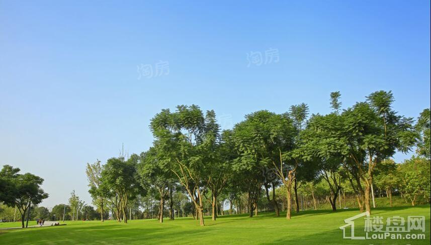 鲁能泰山7号实景图