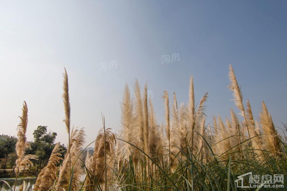 中环国际·公园1号实景图