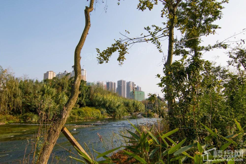 中环国际·公园1号实景图