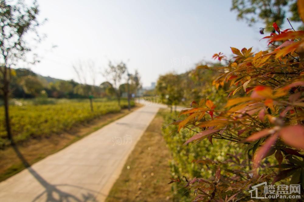 中环国际·公园1号实景图
