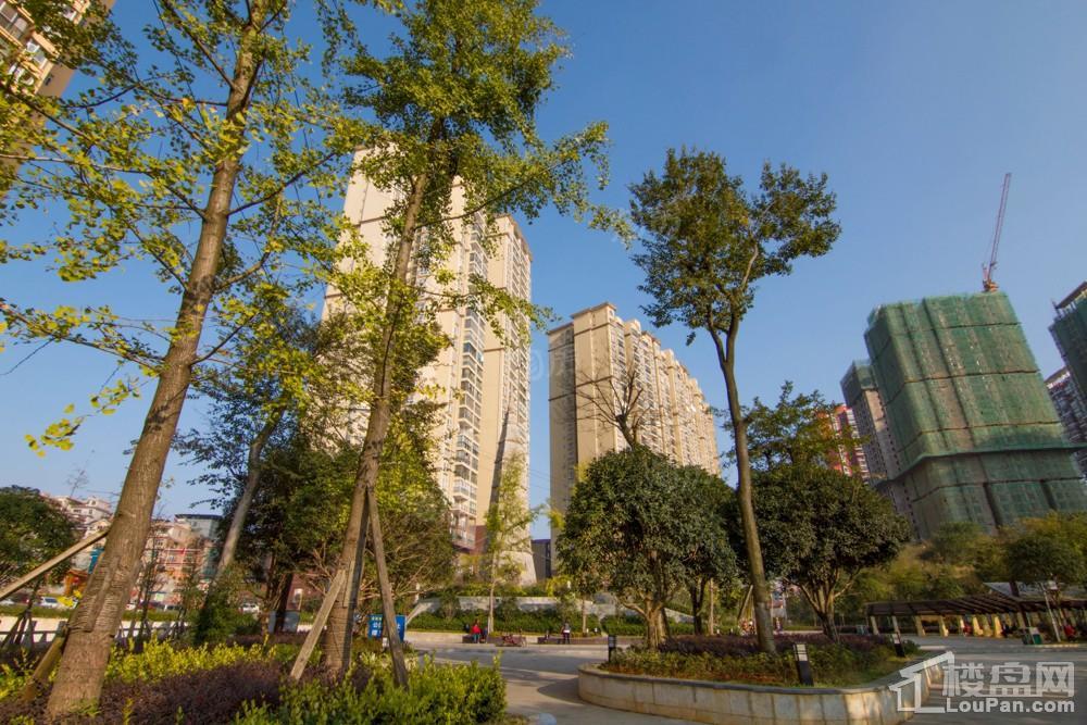 中环国际·公园1号实景图