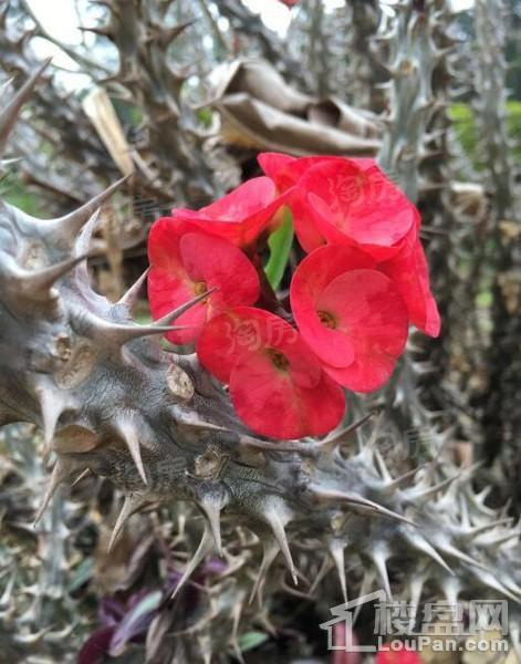 南宁绿地城配套图