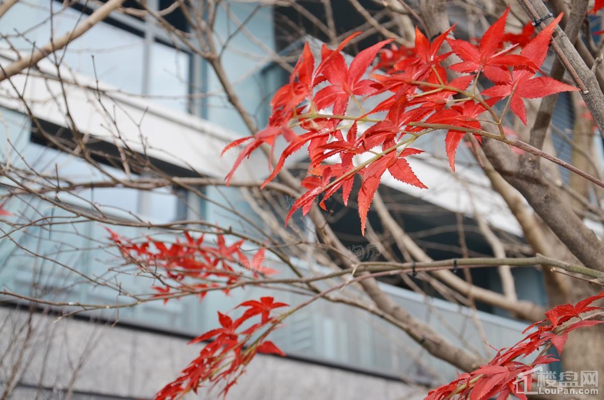 中天江上明月实景图