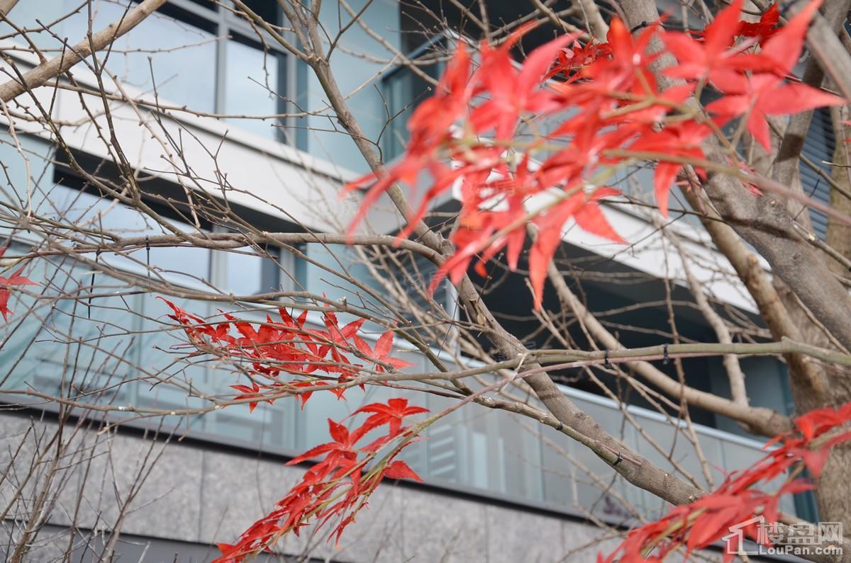 中天江上明月实景图