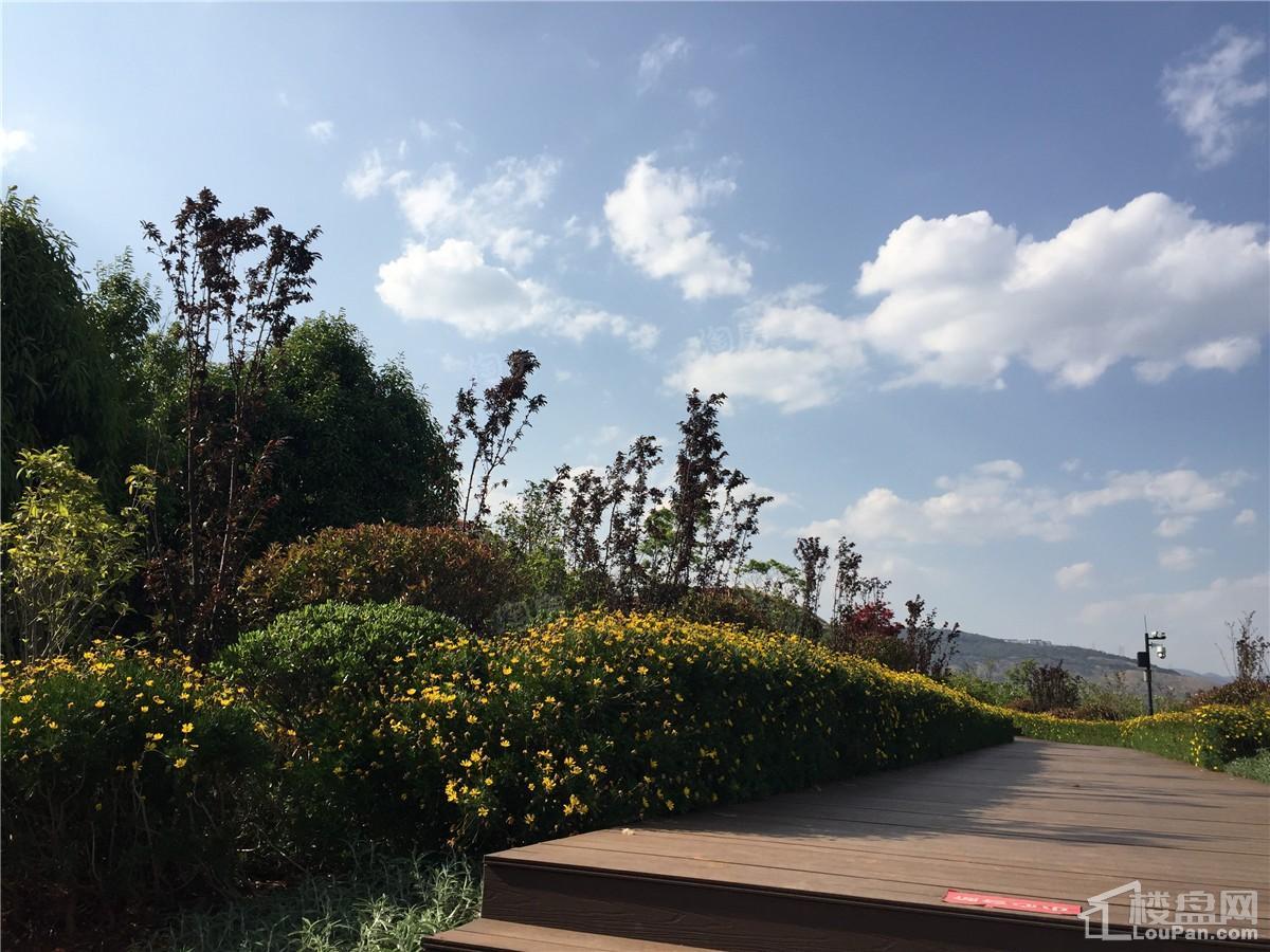 山水湖畔实景图