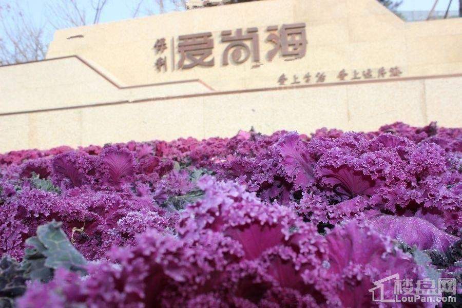 保利爱尚海实景图