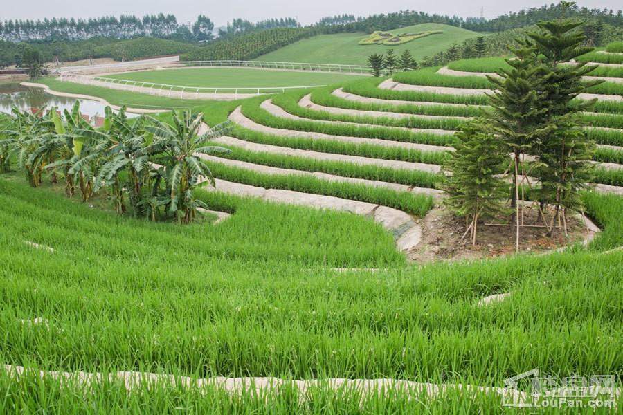 雅居乐民森·迪茵湖小镇实景图