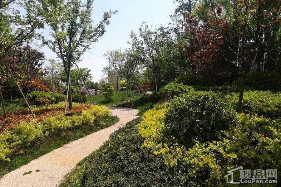 卓新江来实景图