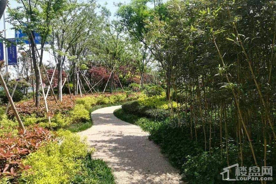 卓新江来实景图