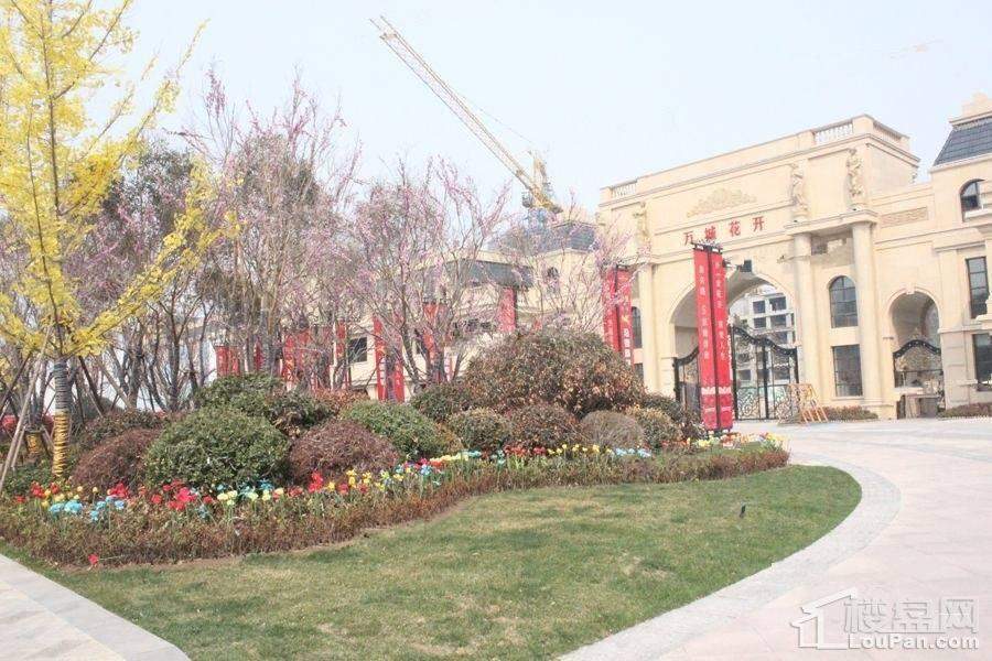 万城花开实景图